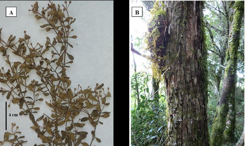 60 Figura 8- A Myrceugenia euosma. B Destaque para a casca da espécie. Fonte: Produção do próprio autor, 2016. Figura 9 A Prunus myrtifolia.