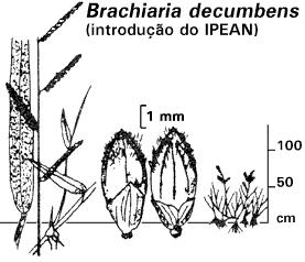 - gênero Cenchrus - capim-carrapicho Cenchrus