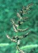 barbicha de alemão Eragrostis pilosa -