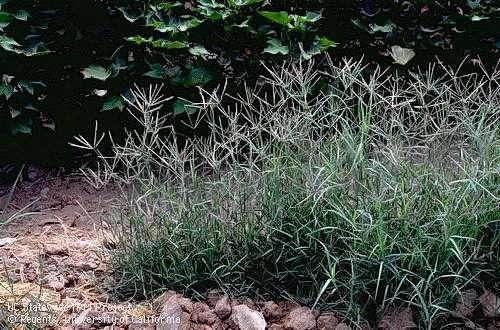 Grama-seda - gênero Paspalum -