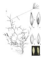 Digitaria horizontalis Willd.