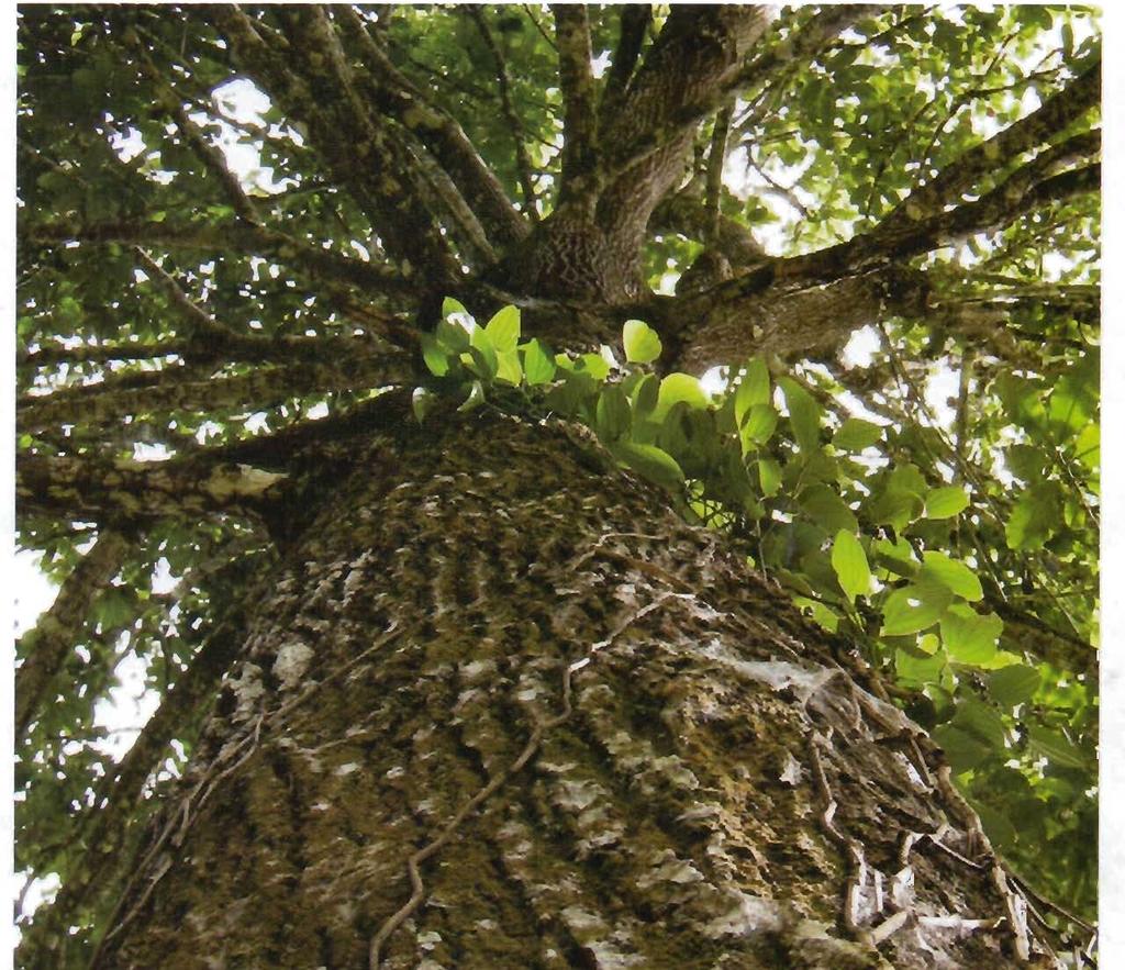 A castanheira-d-brasil é uma planta da família