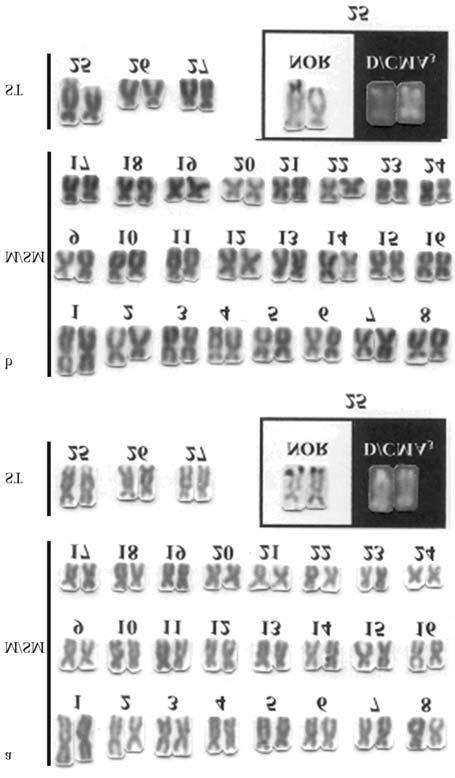 712 Cytotaxonomy of Parodon spp. females) of P. nasus and 22 specimens (8 males and 14 females) of P. tortuosus using the methodology described by Bertollo et al. (1978).