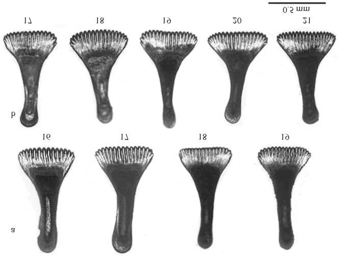 714 Cytotaxonomy of Parodon spp. igure 4 Symphysean teeth of: a. Parodon tortuosus and b. Parodon nasus, with the variation of the number of cusps for each species.
