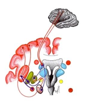 COLEÇÃO MONOGRAFIAS NEUROANATÔMICAS MORFO-FUNCIONAIS VOLUME 19