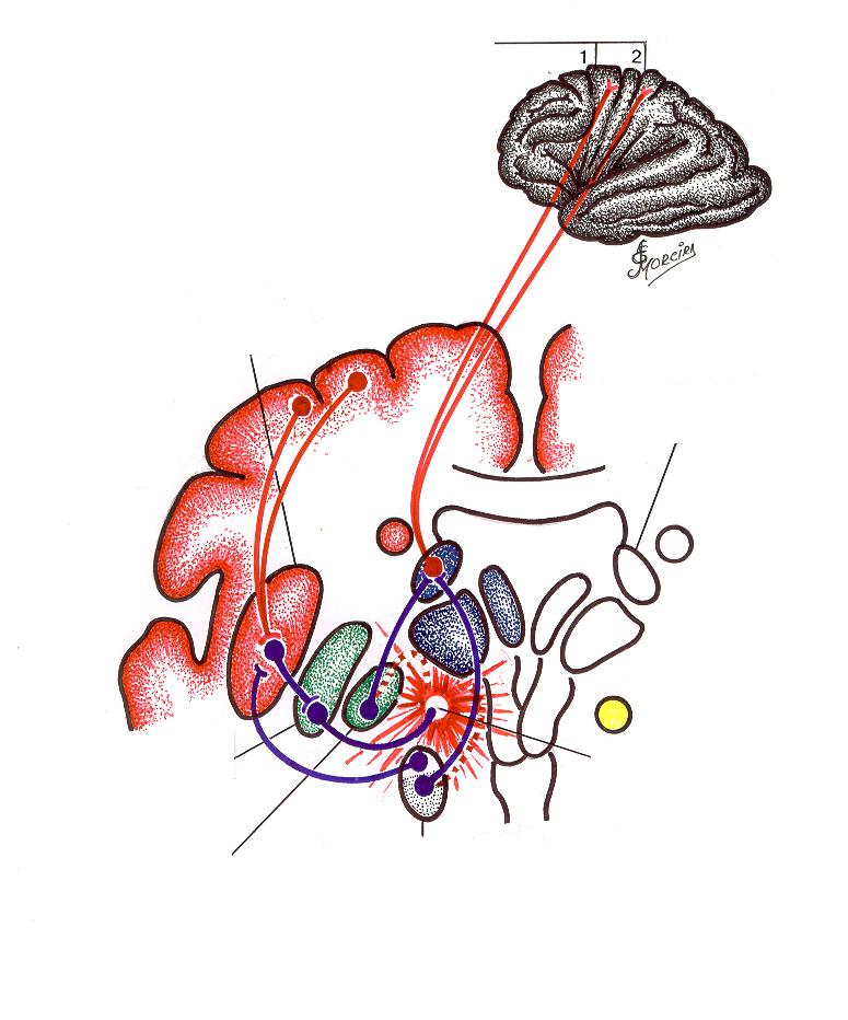 Áreas alvo do córtex frontal 1-Pré-mo tora 2-Motora primária Putamen (striatum) Núcleos talâmicos Ventral anterior Ventral lateral Cabeça do Núcleo Caudado Globo pálido lateral Trato Nigro-estriatal.