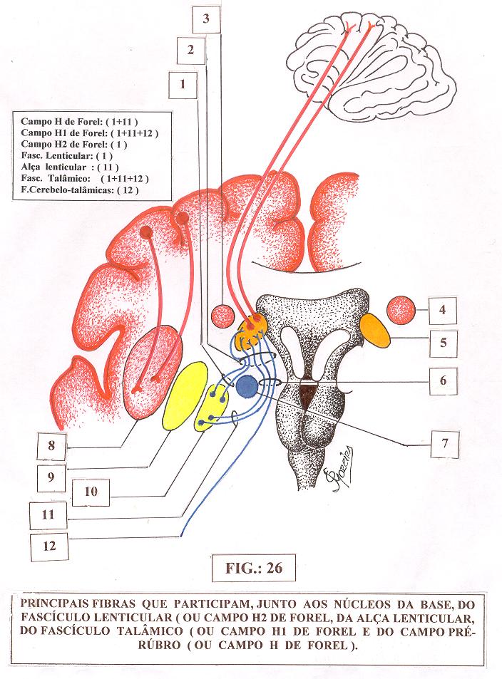 Fascículo Lenticular ( 1) 13 14 Fibras Cerebelo-talâmicas( 12 ) Alça Lenticular ( 11 ) FIG.