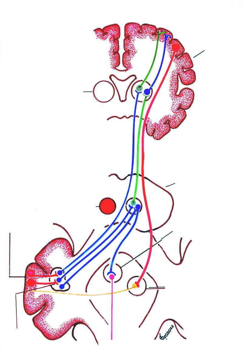 Circuitos: Cortico-Ponto-Cerebelo-Tálamo-Cortical e, Córtico- Ponto-Cerebelo-Neorrúbro-Retículo-Espinhal. ÁREAS MOTORAS CORTICAIS: C.P.M. E M-I Córtex Lobo-Frontal Tálamo (N.V.L.P. As fibras do Núcleo Denteado Estabelecem sinapses na parte posterior do núcleo ventral lateral do Tálamo contralateral.