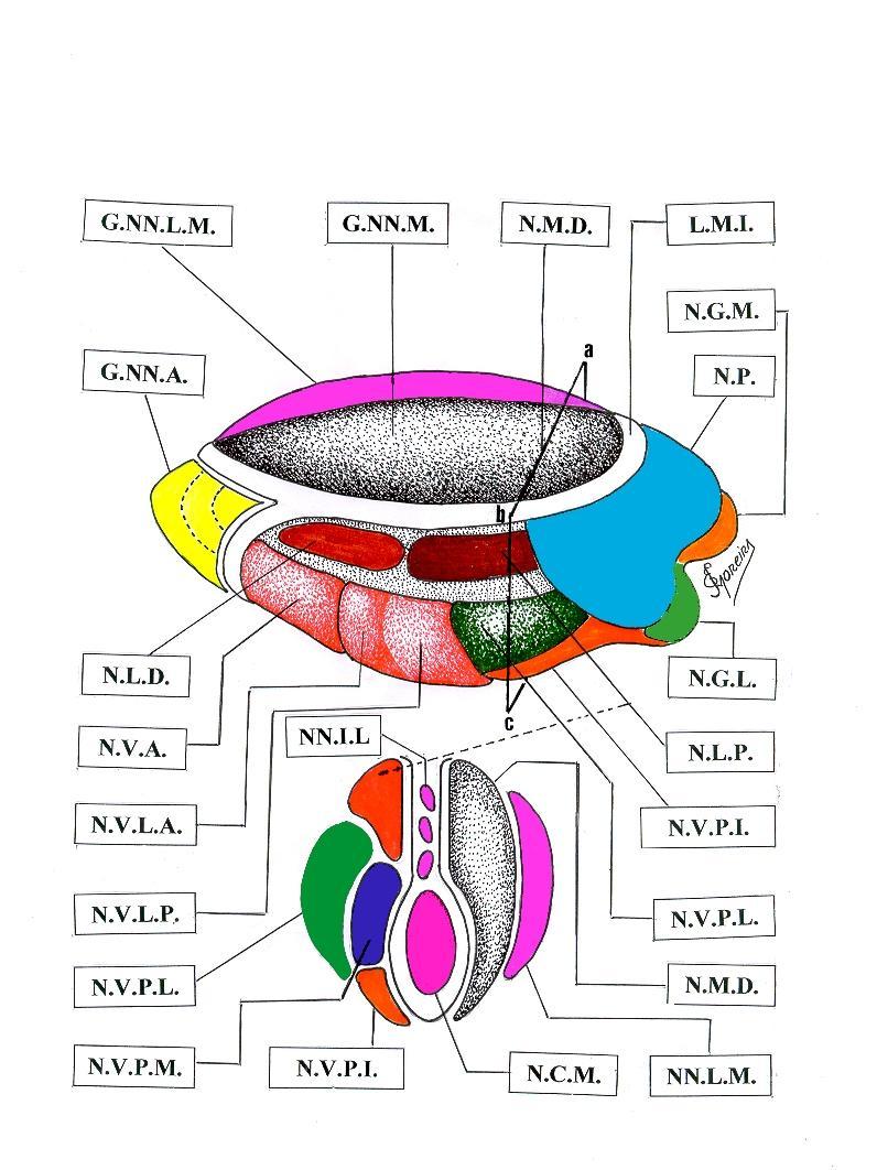 Desenhos esquemáticos do Tálamo Dorsal Esquerdo: ( 20-A ): Seus principais grupos nucleares em