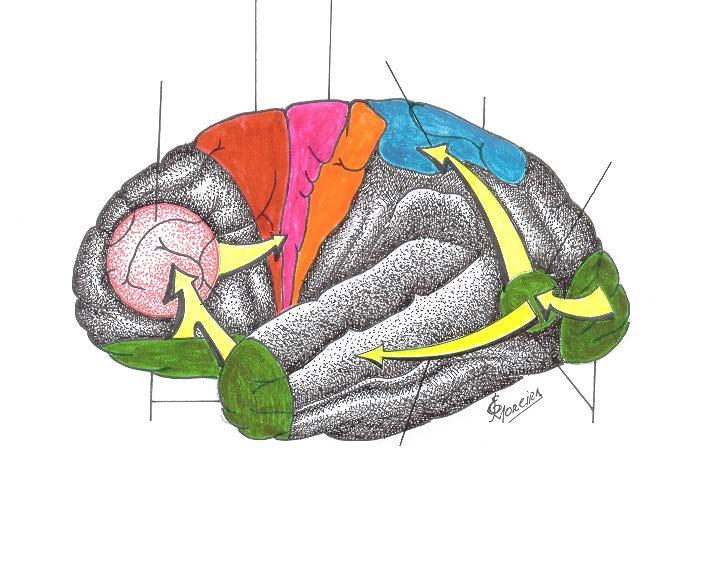 Desenho esquemático das conexões morfo-funcionais reduzidas de um Movimento, desenvolvidas na massa encefálica cerebral, no início do movimento e sua representação aproximada na superfície lateral do