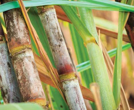 O plantio de cana-de-açúcar demanda o atendimento a diversas exigências ambientais, além da mecanização, como a manutenção de aceiros e carreadores limpos e dentro das metragens constantes dos