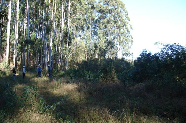 4 Eucaliptos FLORA ILHAS NATIVAS fauna e