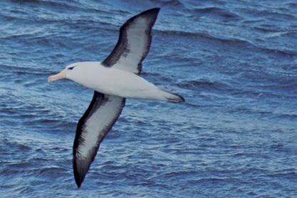 Albatroz-de-sobrancelha Vida Selvagem Ao longo da geografia