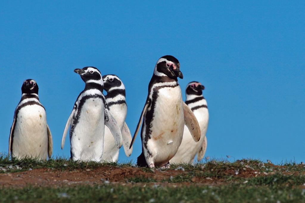 testemunhar o habitat de importantes colônias de leões e lobos