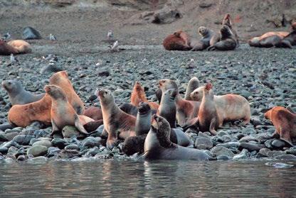 gaivotas, petrelas, petréis gigantes, biguás, albatrozes, condores e