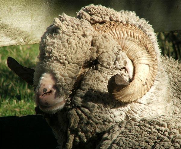 Merino Australiano Rústico/longevo Chifre apenas no macho Apresenta