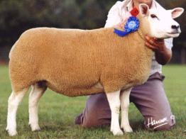 Texel Musculatura volumosa e arredondada Aptidão carniceira Considera