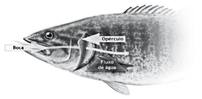 05 ssinale a alternativa que apresenta os termos que completam corretamente a afirmação feita sobre a respiração dos peixes.