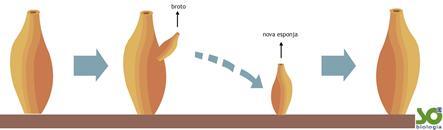 Reprodução Assexuada Ocorre, por exemplo, por brotamento. Neste caso, formam-se brotos, que podem se separar do corpo do animal e dar origem a novas esponjas.