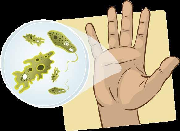 Em nossas mãos temos duas floras de microrganismos: a transitória ou contaminante, que coloniza as camadas superficiais das mãos e que é adquirida nos cuidados com pacientes, e a residente ou
