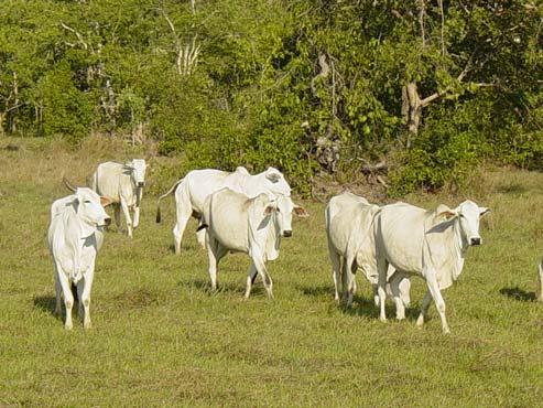 76 ISSN 1981-7231 Dezembro, 2009 Corumbá, MS Custo de Produção em Pecuária de Corte em 2009, no Pantanal de Corumbá (MS) Thiago Bernardino de Carvalho 1 Urbano Gomes Pinto de Abreu 2 Bruno da Silva