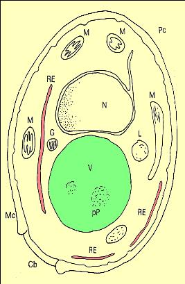 (3) Retículo Endoplasmático Ligada à síntese de proteínas.