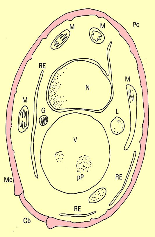 (2) Membrana citoplasmática ou plasmalema Posição: abaixo da parede celular e delimita em seu interior todas as microestruturas e o hialoplasma.
