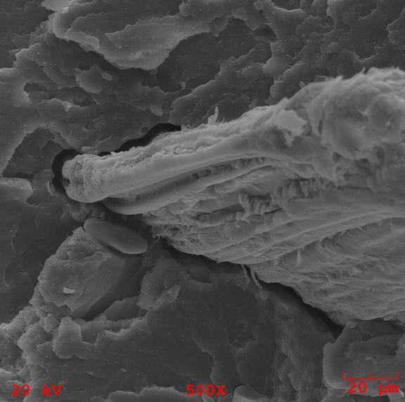 (a) (b) (c) (d) Figura 3: Micrografias obtidas por MEV dos compósitos de PVC com fibras de bananeira: (a) não tratada;