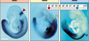 Os genes do complexo Hox são expressos em