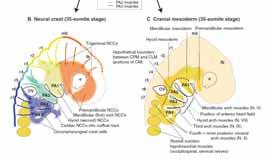 subdividir em: CRANIAL ou