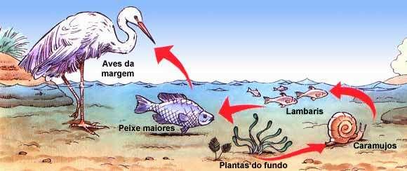 Cadeia e teia alimentar CADEIA ALIMENTAR plantas do fundo caramujos lambaris peixes maiores aves da