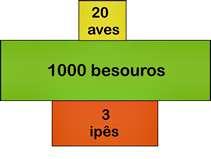 Fluxo de energia PIRÂMIDES ECOLÓGICAS Pirâmide