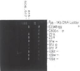 211 ARS VETERINARIA, 17(3):207-212, 2001. Tabela 1 - Resumo dos principais resultados obtidos no estudo de amostras de Escherichia coli isoladas de coelhos.