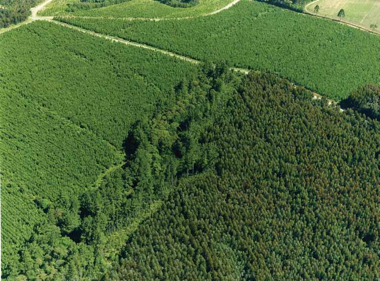 capítulo 02 SILVICULTURA DE FLORESTAS PLANTADAS Em resumo: Área de plantio anual = novo plantio + áreas de reforma Área total com florestas plantadas em um determinado ano = área total de florestas