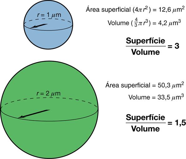 Por que os microrganismos ( e células ) tem tamanho microscópico? Relação superfície/volume Madigan et al.