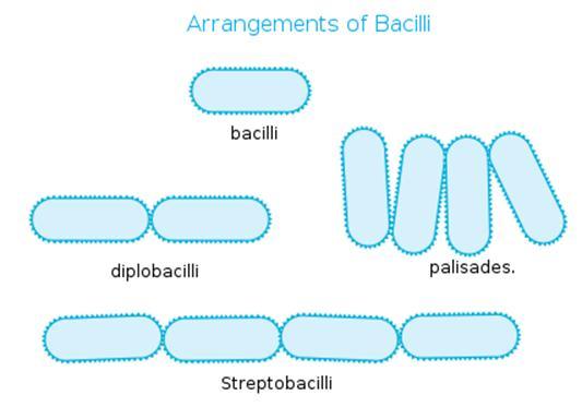 Morfologia dos Procariotos: Arranjos de