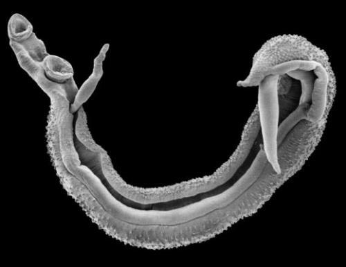 fluxos migratórios em direção aos centros urbanos que apresentavam condições sanitárias precárias (MELO et al., 2011). Fig.