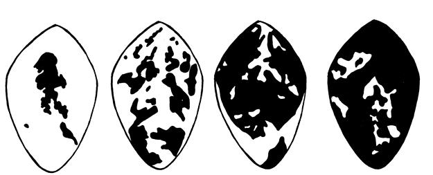 ,8 %,3 % 1,1 % 3,39 % 12,85 % 34,92 % 66,13 % 87,65 % FIGURA 1 - Escala diagramática para severidade de míldio em soja causado por Peronospora manshurica (porcentagem de área foliar coberta com