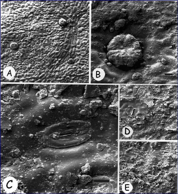 células epidérmicas (2000x); E: Detalhedacélula epidérmica (5000x).