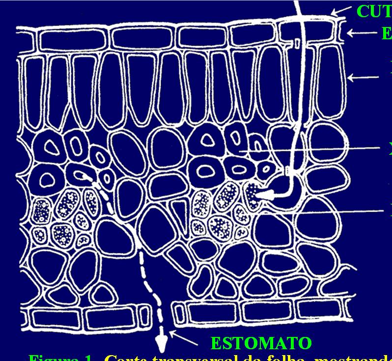 Tabela 1 - Retenção da calda aplicada em diferentes espécies vegetais (Blackman, et al., 1958).