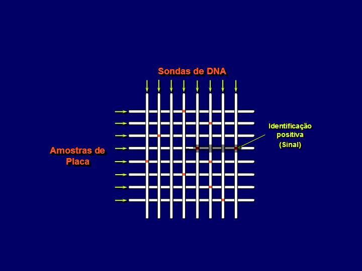 17 mesma solução contendo o anticorpo anti-digoxigenina conjugado à fosfatase alcalina em uma concentração de 1:10.000.