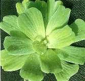 Pistia