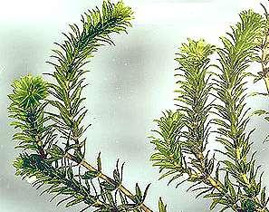 Hydrilla: