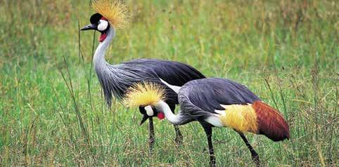 Alojamento em regime de pequeno-almoço. 2º Dia Arusha / Lago Manyara Manha livre. Após o almoço seguiremos para o Lago Manyara.