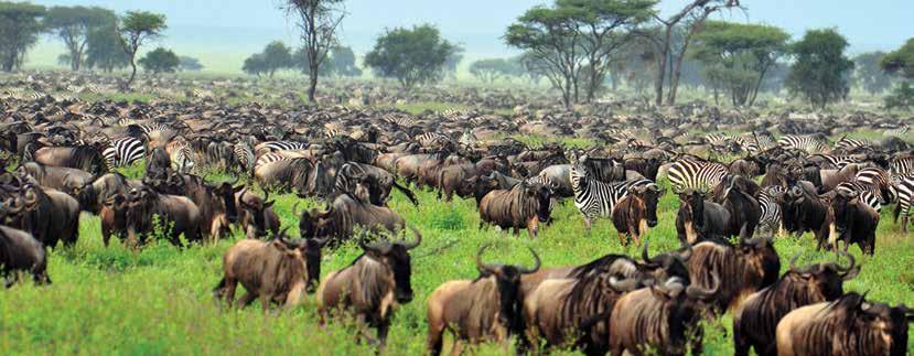 9 dias Tanzânia Essencial + Zanzibar Arusha - Ngorongoro OU Karatu- Lago Manyara - Zanzibar 1º Dia Lisboa / Formalidades de embarque e início da viagem com destino a Arusha. Refeições e noite a bordo.