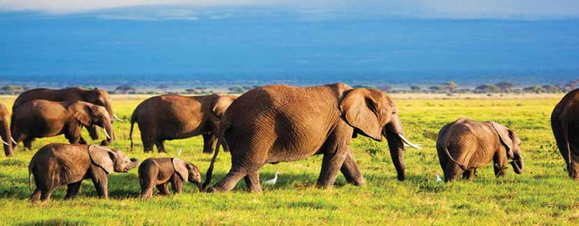 Refeições e noite a bordo 2º Dia /Victoria Falls (Zimbabwe) / Parque Nacional de Hwange (Jantar) Chegada ao aeroporto de Victoria Falls e após as formalidades aduaneiras terá à espera o seu guia,