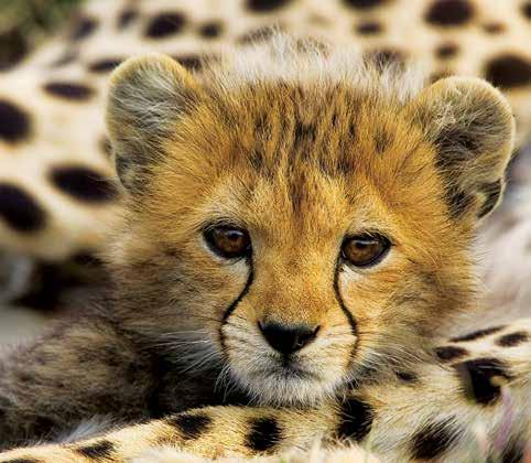 Um voo cénico que lhe dará a magnifica vista olho de pássaro sobre a Savana Africana. Ao chegar a Masai Mara, transfer para o lodge escolhido e almoço.