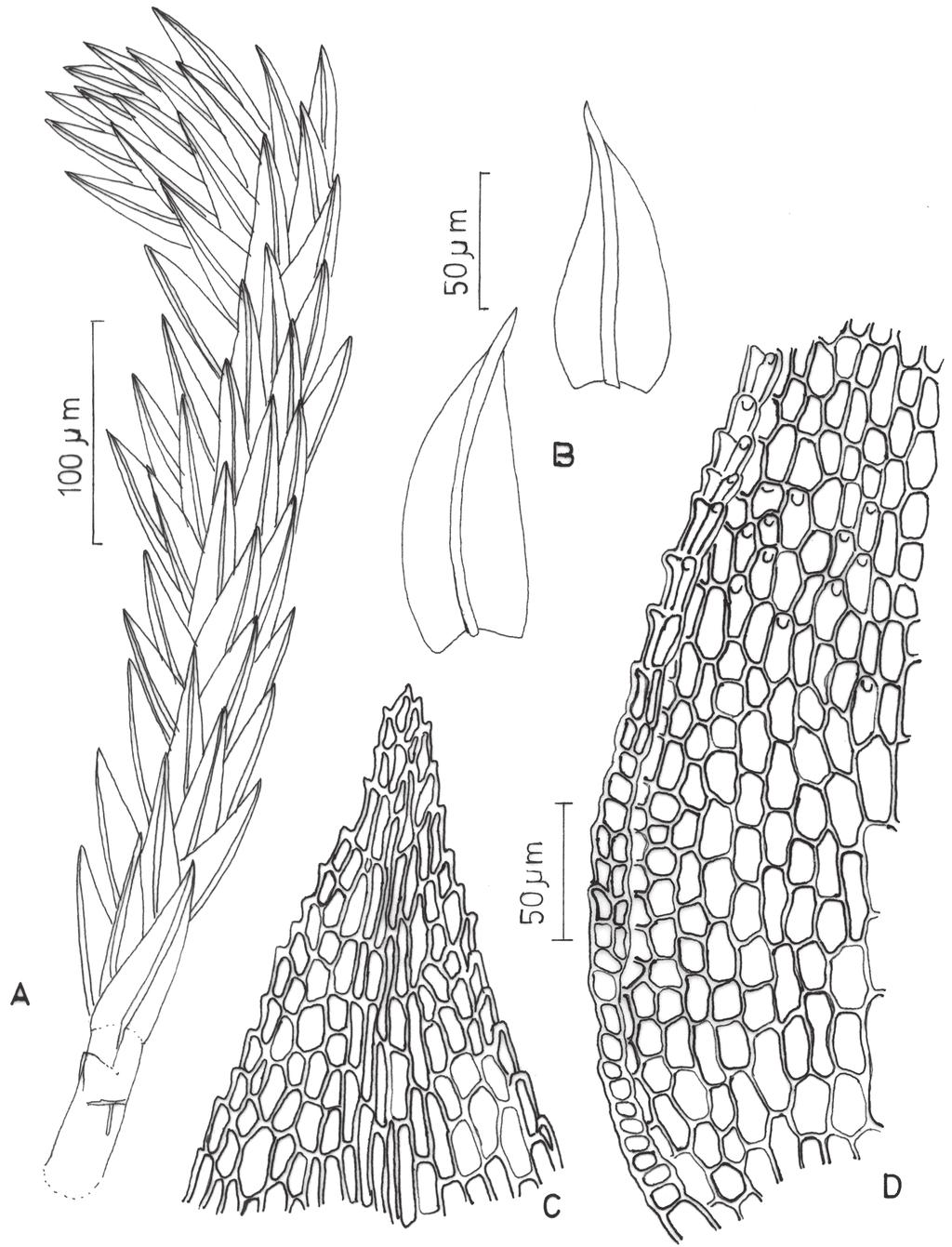 Peralta, Bordin & Yano: New mosses records (Bryophyta) for Goiás and Tocantins States, Brazil a layer of soil, Fazenda dos Maranhenses, 30/XII/1984, D.M. Vital 12746 (SP 207709).