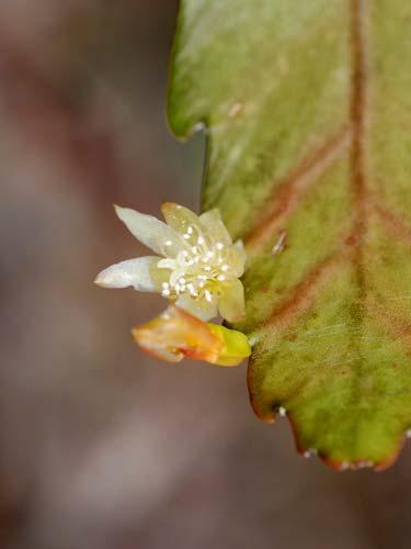 Rhipsalis