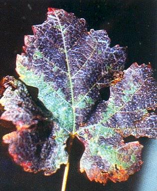 Os sintomas desta patologia podem ser observados com menor intensidade também no pecíolo das folhas próximas às regiões mais